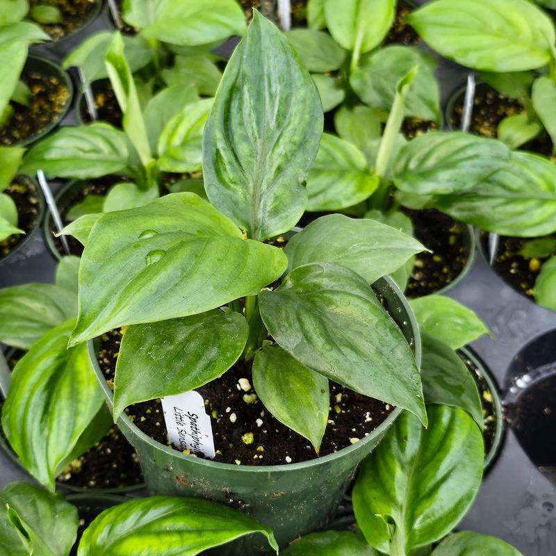 Spathiphyllum wallisii 'Sensation Little' - Peace Lily from Hillcrest Nursery