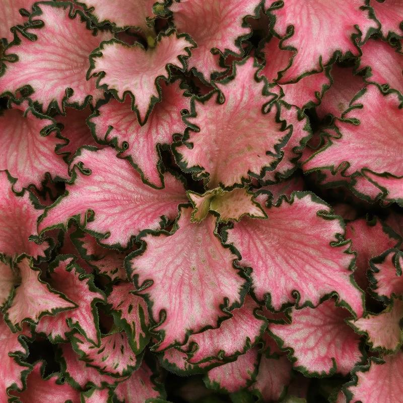 Fittonia albivenis 'Rosy Clouds' - Nerve Plant from Hillcrest Nursery