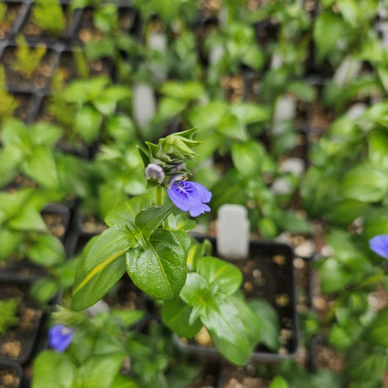 Rungia klossii - Mushroom Plant from Hillcrest Nursery