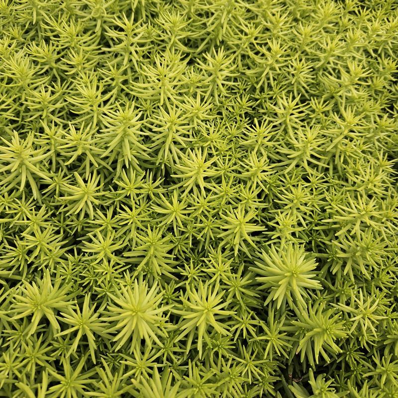 Sedum angelinas 'Teacup' - Stonecrop from Hillcrest Nursery