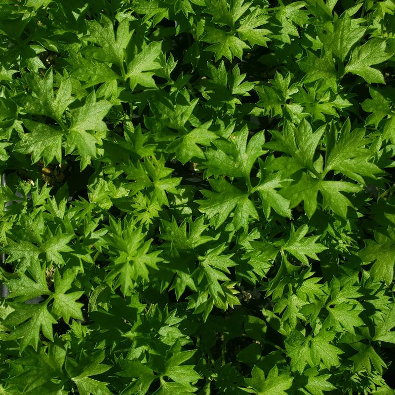 Petroselinum crispum 'Menuette' - Parsley - Finished from Hillcrest Nursery