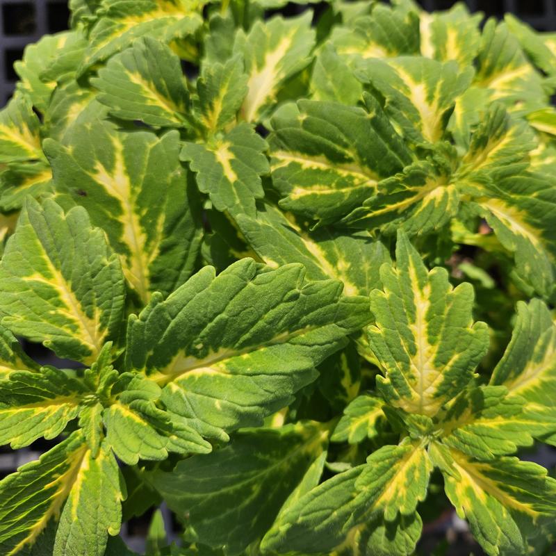 Solenostemon scutellarioides Downtown 'Port Fairy' - Coleus from Hillcrest Nursery