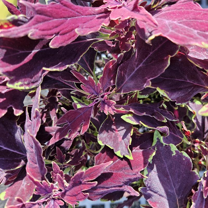 Solenostemon scutellarioides Downtown 'Dallas' - Coleus from Hillcrest Nursery