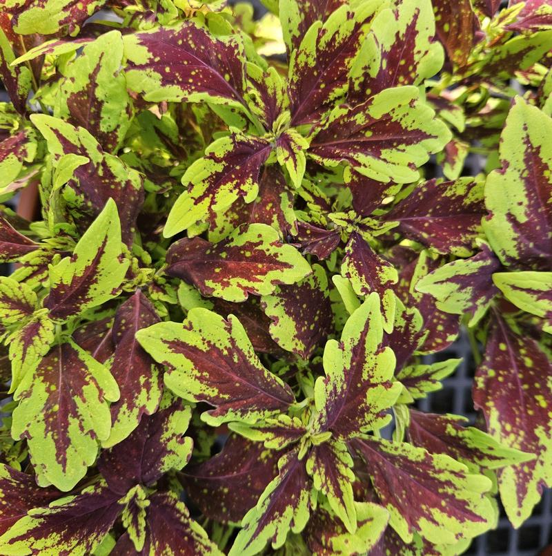 Solenostemon scutellarioides Downtown 'Greenville' - Coleus from Hillcrest Nursery