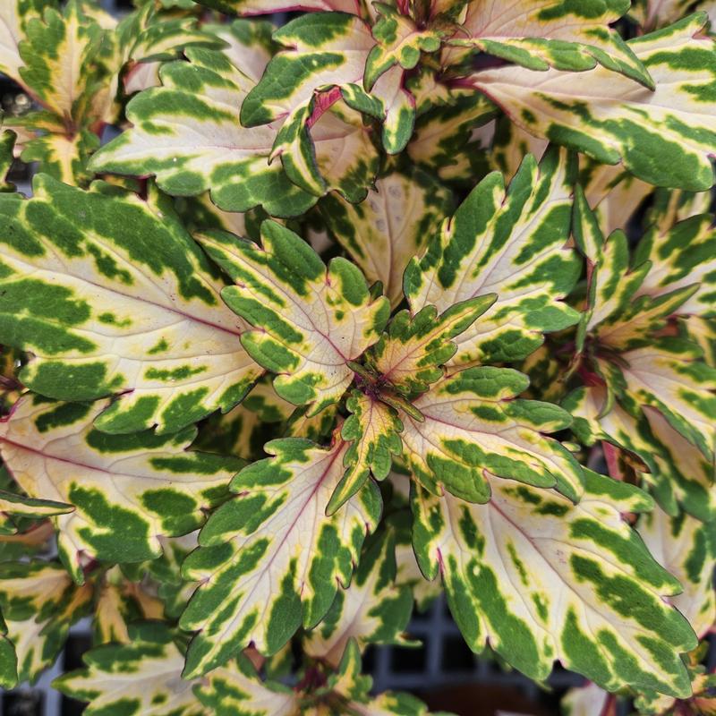 Solenostemon scutellarioides Downtown 'Miami Magic' - Coleus from Hillcrest Nursery