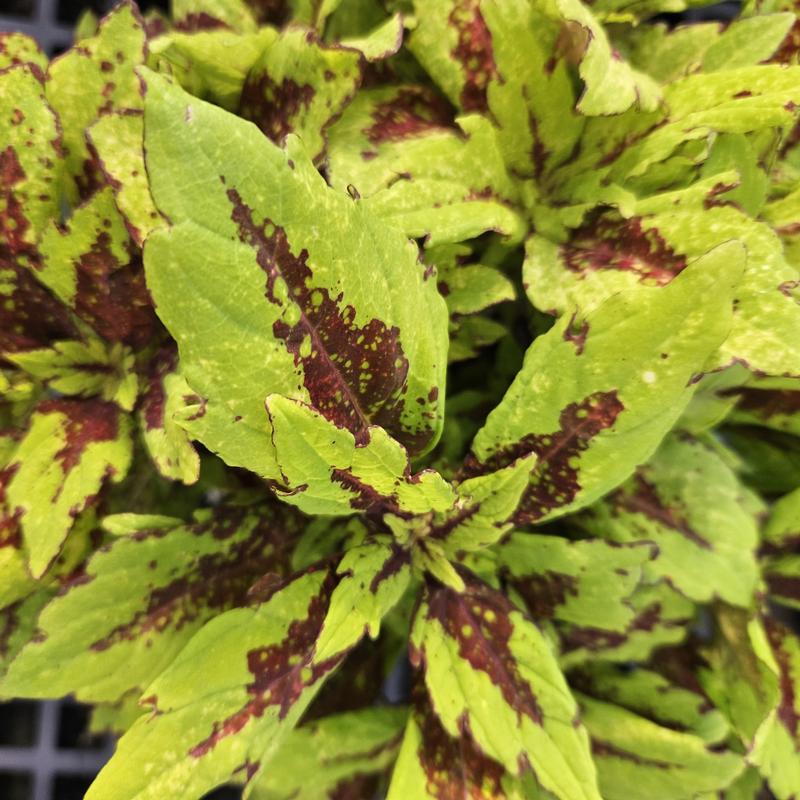 Solenostemon scutellarioides Downtown 'Columbus' - Coleus from Hillcrest Nursery