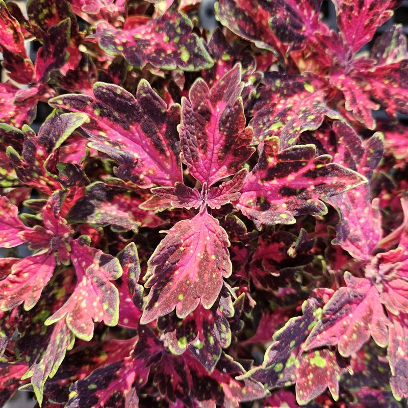 Solenostemon scutellarioides Downtown 'Santa Monica' - Coleus from Hillcrest Nursery