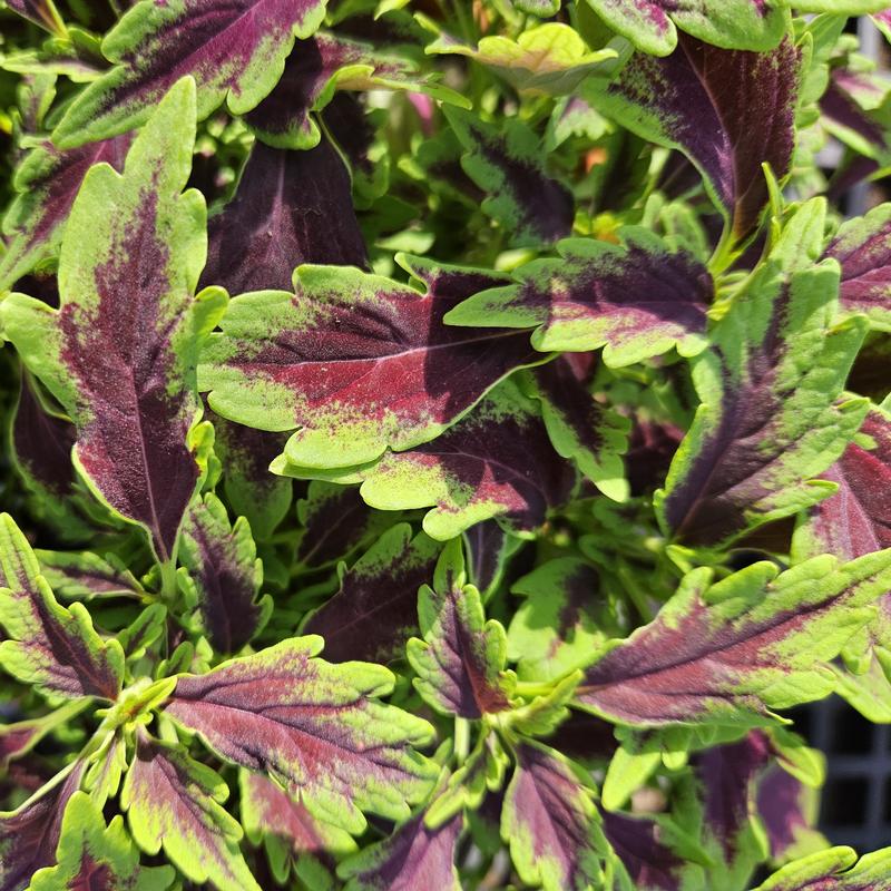 Solenostemon scutellarioides Downtown 'Nashville' - Coleus from Hillcrest Nursery