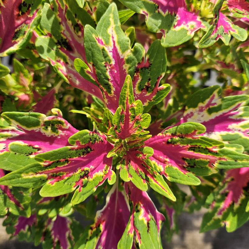 Solenostemon scutellarioides Downtown 'Vegas Neon' - Coleus from Hillcrest Nursery