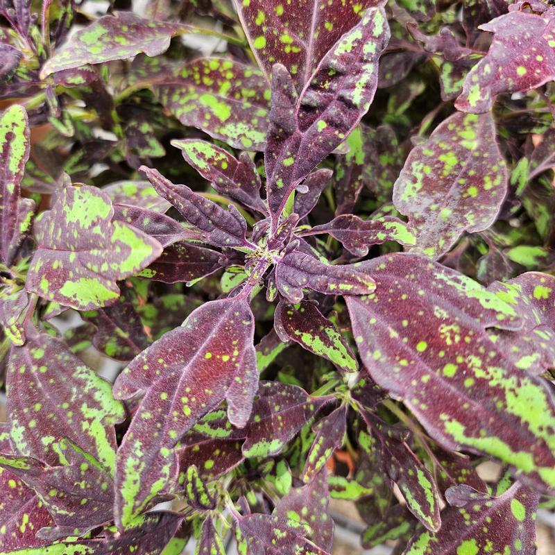 Solenostemon scutellarioides Downtown 'New York City Lights' - Coleus from Hillcrest Nursery