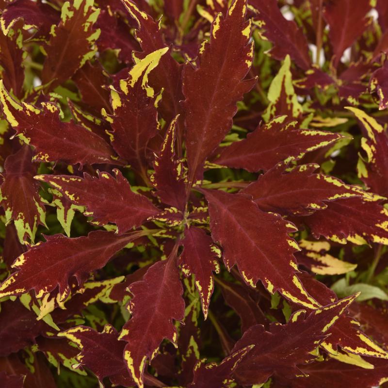 Solenostemon scutellarioides Flame Thrower 'Sriracha' - Coleus from Ball Horticultural Company