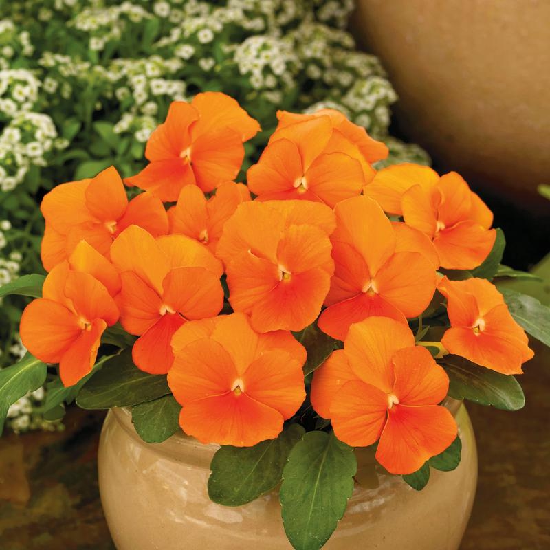 Viola cornuta ColorMax 'Orange Clear' - Viola from Hillcrest Nursery