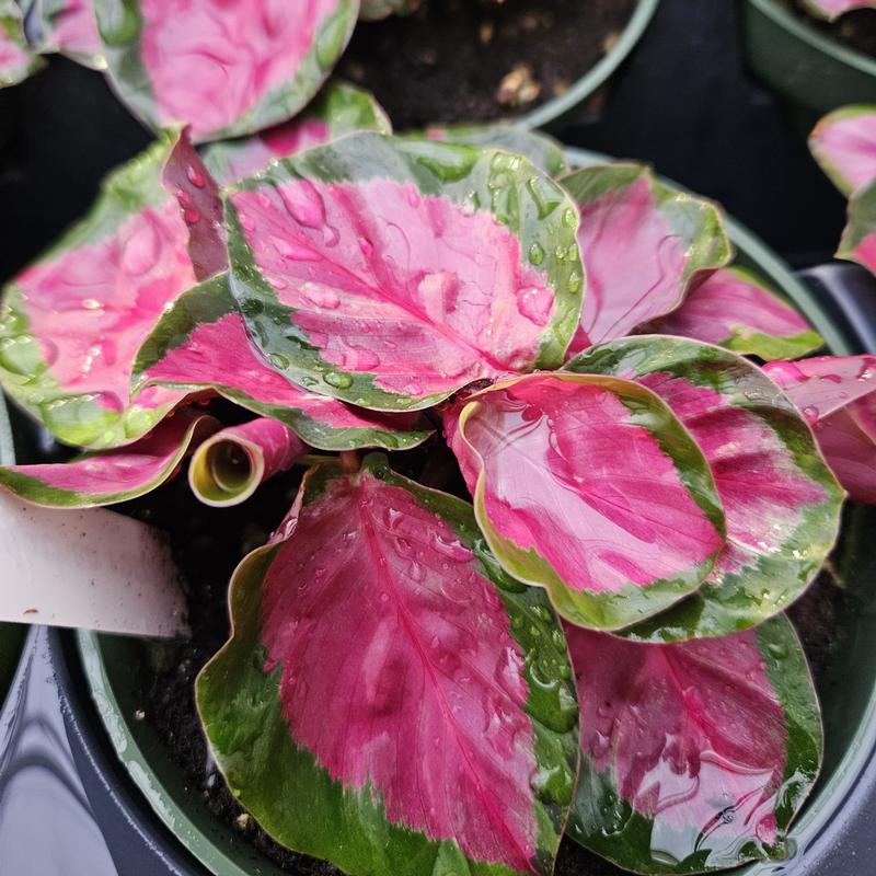 Calathea roseopicta 'Rosy' - from Hillcrest Nursery