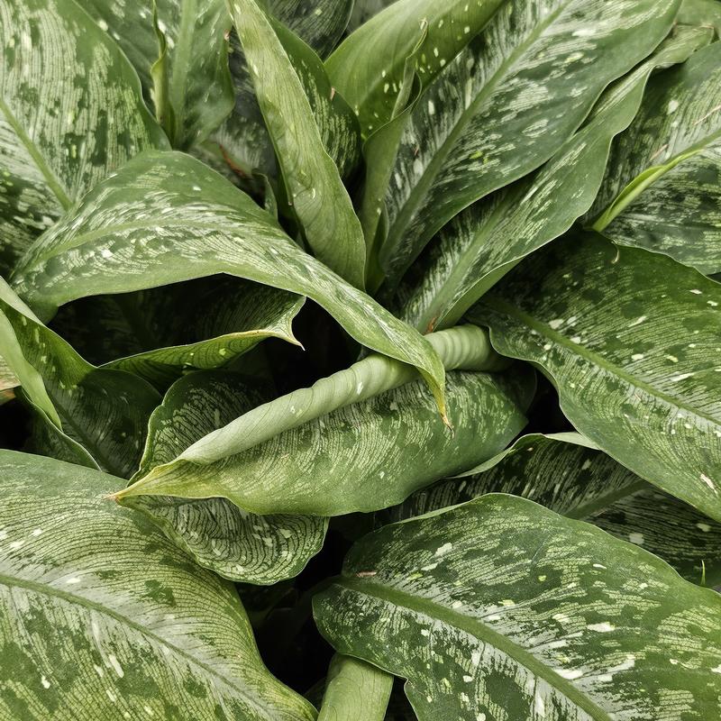 Dieffenbachia 'Snow' - Dumb Cane from Hillcrest Nursery