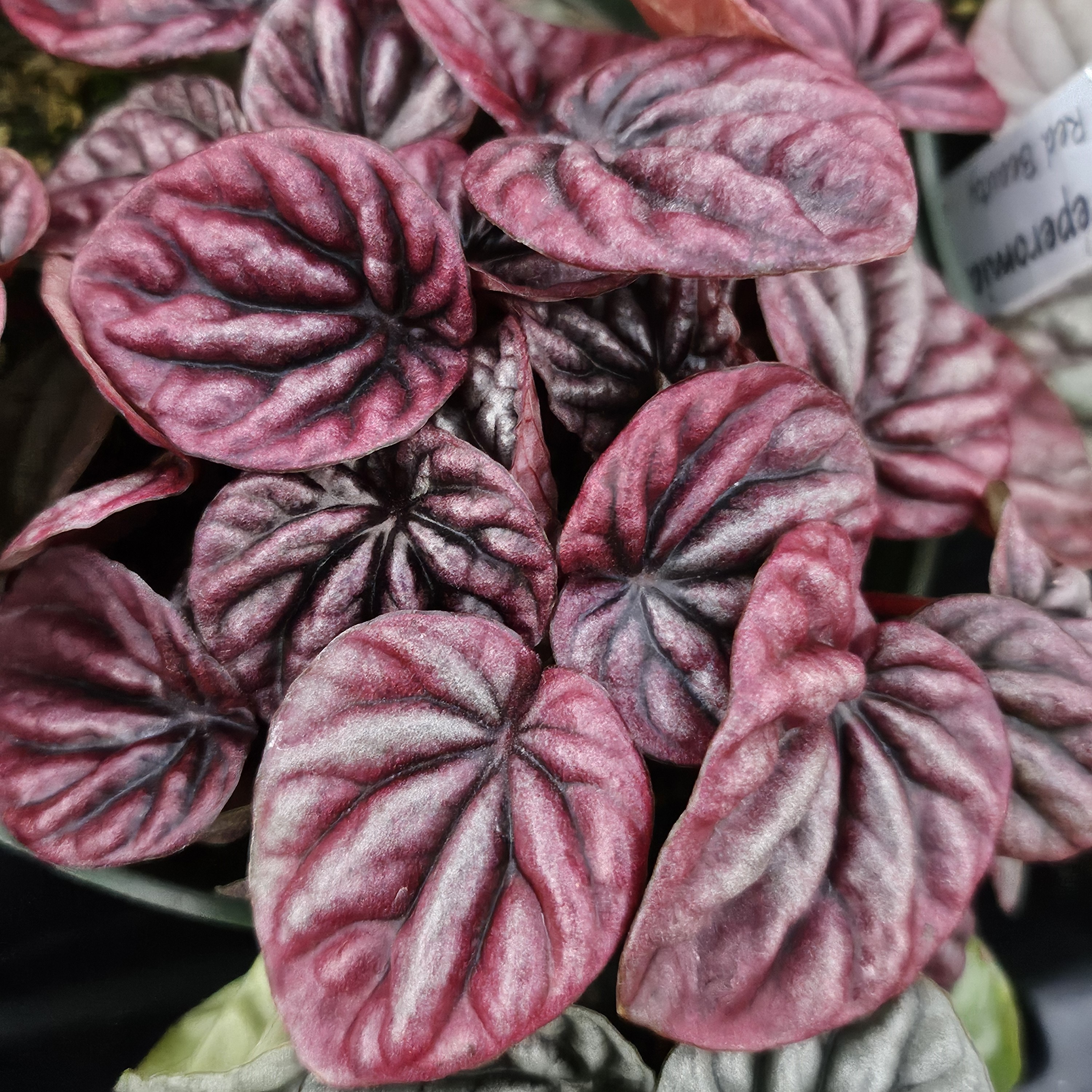 Peperomia 'Red Beauty' - Peperomia from Hillcrest Nursery