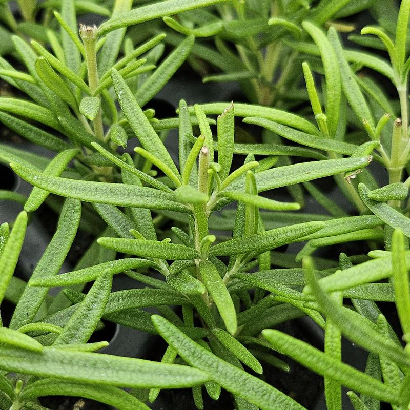 Rosmarinus 'Abraxas' - Rosemary from Hillcrest Nursery