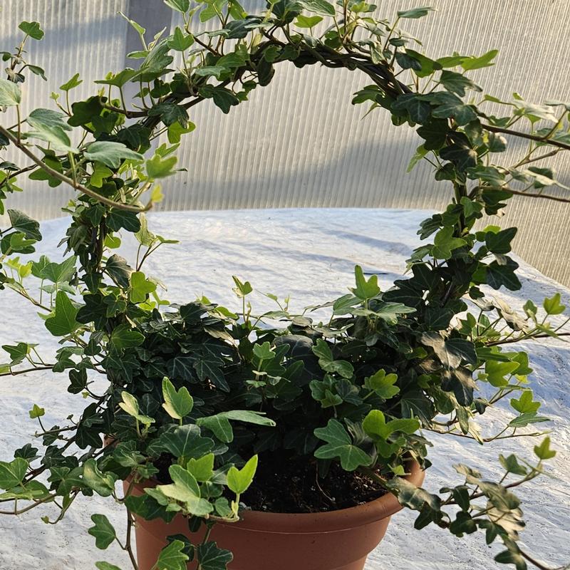 Topiary Ivy Wreath - Topiary Ivy Wreath from Hillcrest Nursery