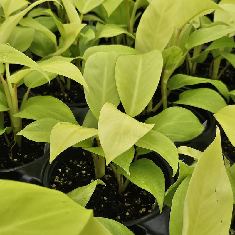 Philodendron 'Malay Gold (Lemon Lime)' - Philodendron from Hillcrest Nursery