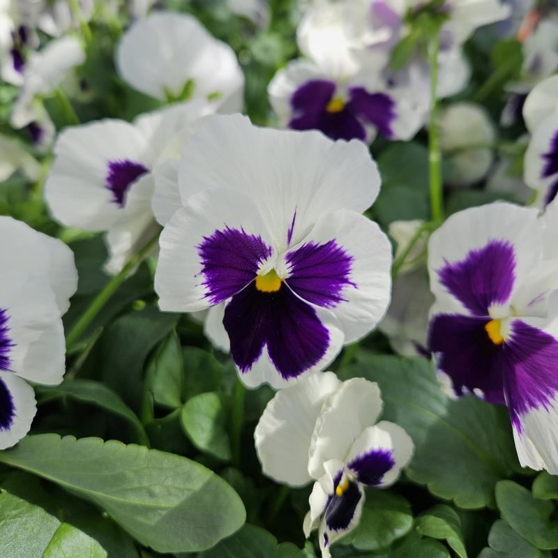 Viola wittrockiana Matrix 'White Blotch' - Pansy from Hillcrest Nursery