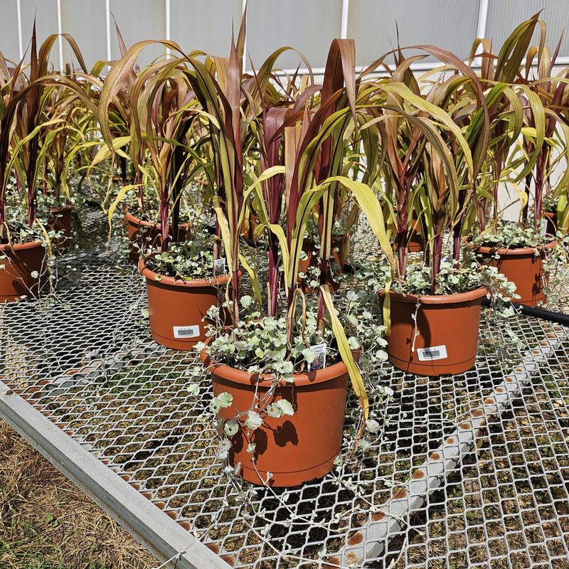 Grass: Pennisetum glaucum 'Copper Prince' - Millet from Hillcrest Nursery