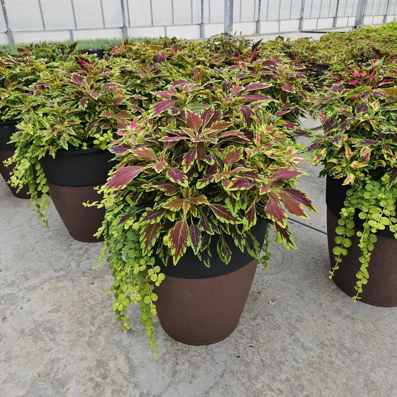 Solenostemon scutellarioides 'Combo Pot' - Coleus Combo Pot from Hillcrest Nursery