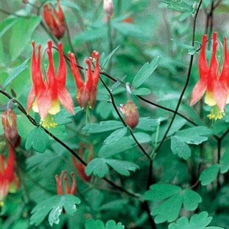 Aquilegia canadensis - Columbine from Hillcrest Nursery