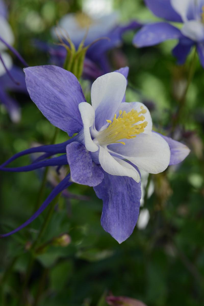 Aquilegia Early Bird 'Blue/White' - Columbine from Ball Horticultural Company