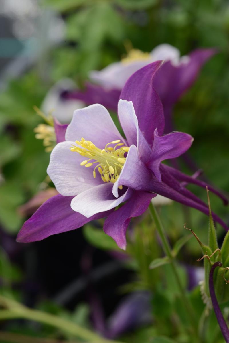 Aquilegia Early Bird 'Purple/White' - Columbine from Ball Horticultural Company