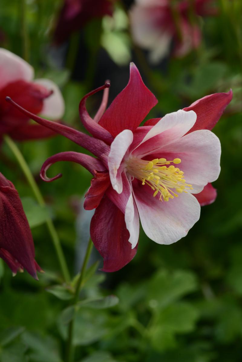 Aquilegia Early Bird 'Red/White' - Columbine from Ball Horticultural Company