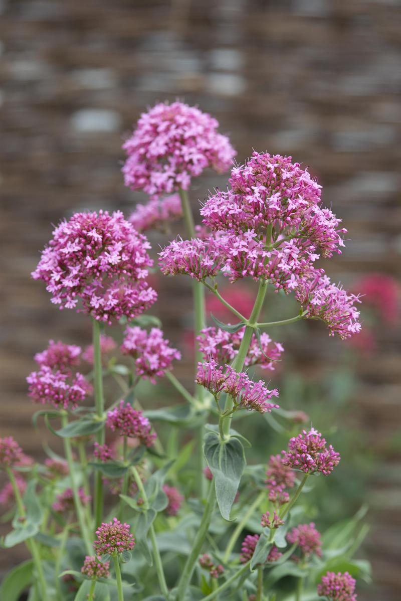 Centranthus ruber 'Pretty Betsy' - Jupiter's Beard from Hillcrest Nursery