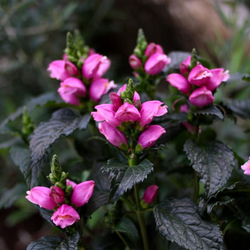 Chelone obliqua 'Tiny Tortuga' - Turtlehead from Hillcrest Nursery