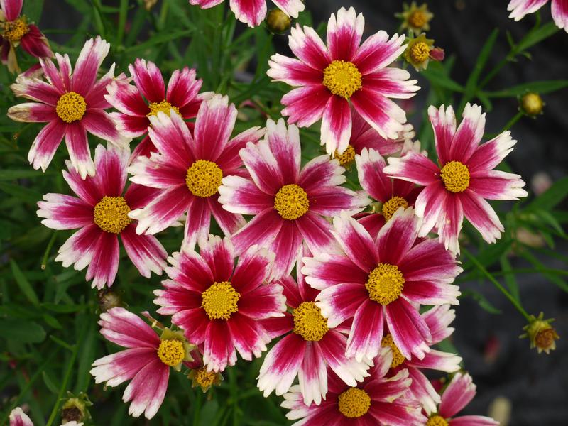 Coreopsis Lil Bang 'Candy Stripes' - Tickseed from Ball Horticultural Company