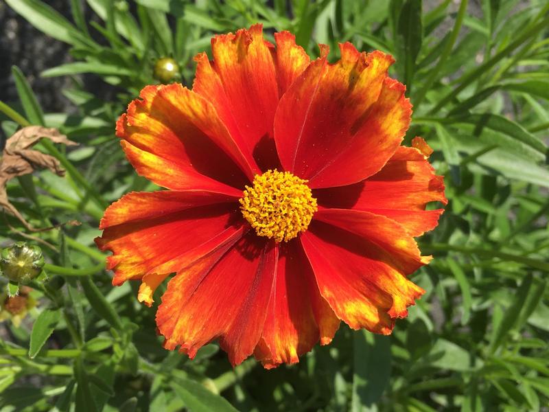 Coreopsis Lil Bang 'Firewheel' - Tickseed from Ball Horticultural Company