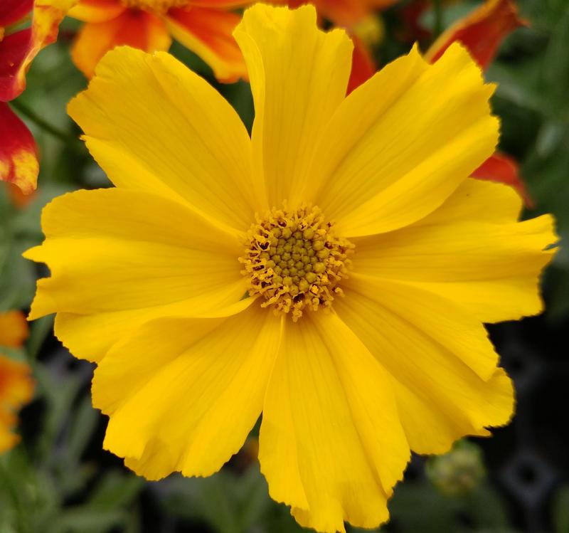 Coreopsis Lil Bang 'Goldilocks' - Tickseed from Ball Horticultural Company