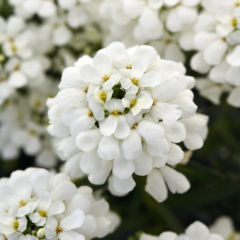 Iberis sempervirens 'Snowsation' - Candytuft from Hillcrest Nursery