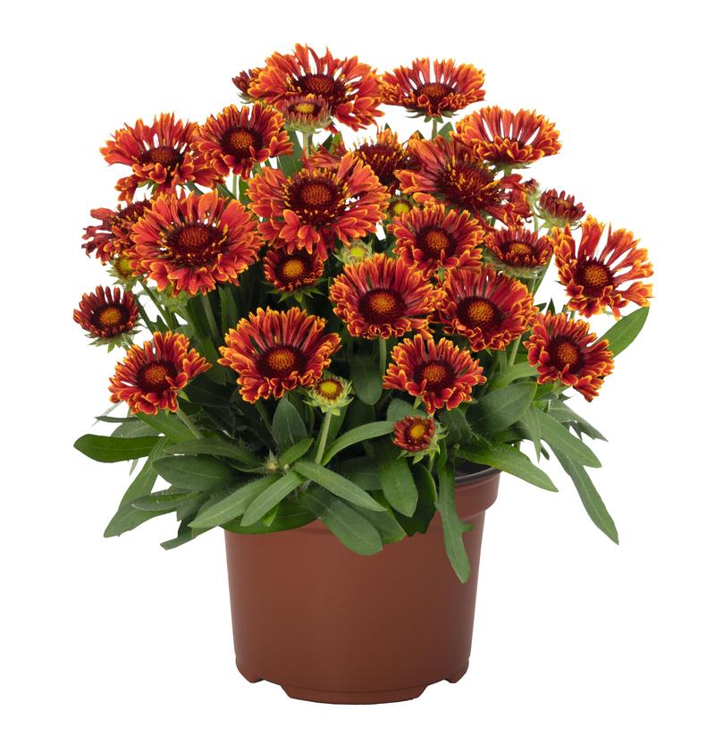 Gaillardia Spintop 'Mariachi Red Sky' - Blanket Flower from Ball Horticultural Company