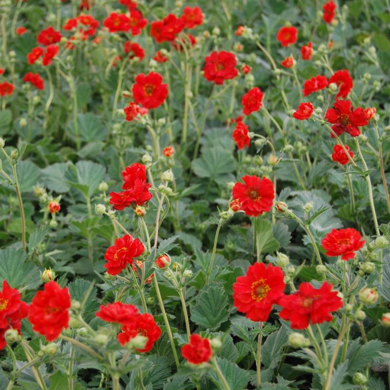 Geum chiloense 'Double Bloody Mary' - Avens from Hillcrest Nursery