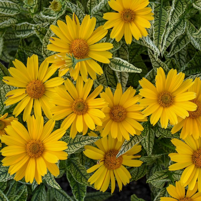 Heliopsis helianthoides 'Sunstruck' - Oxeye Sunflower from Ball Horticultural Company