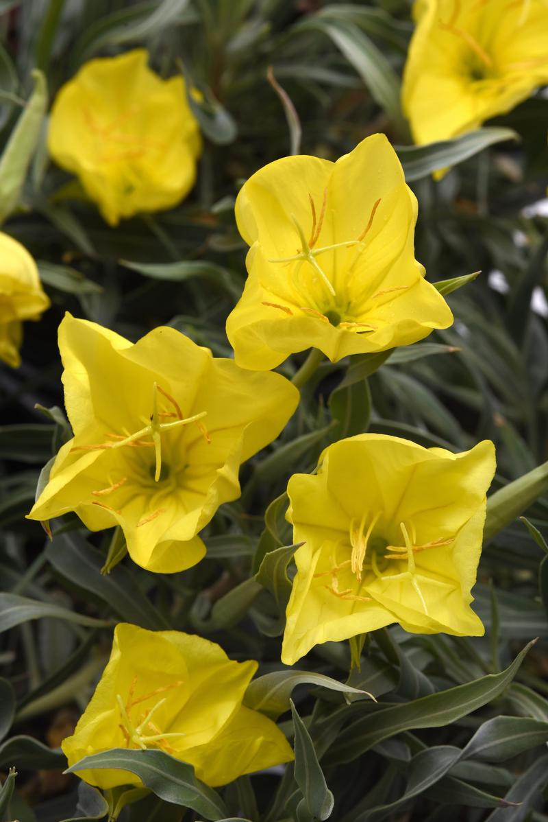 Oenothera macrocarpa 'Evening Sun' - Evening Primrose from Ball Horticultural Company