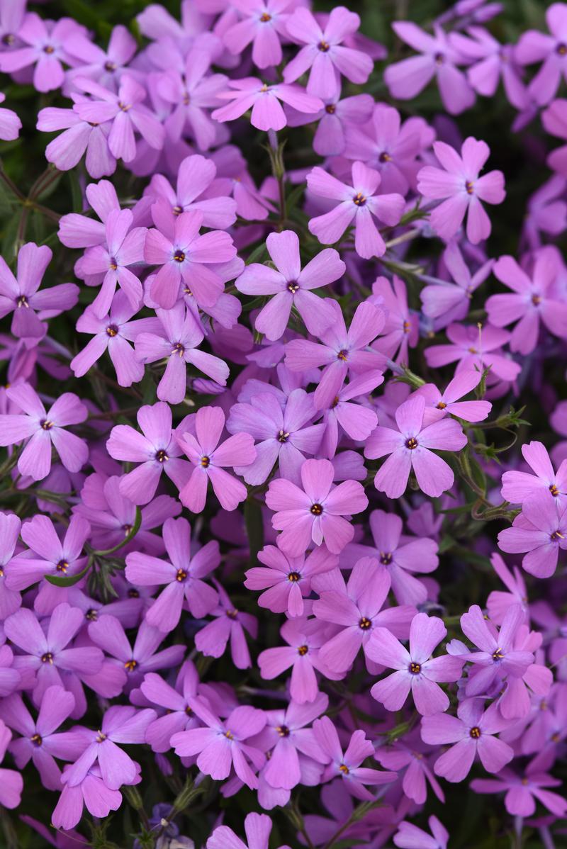 Phlox hybrida Spring Splash 'Lilac' - Moss Phlox from Ball Horticultural Company