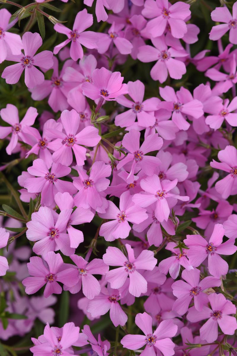 Phlox hybrida Spring Splash 'Pink' - Moss Phlox from Ball Horticultural Company