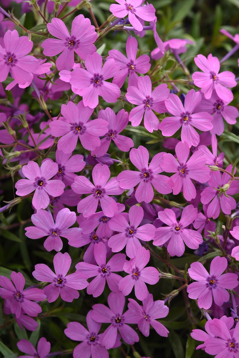 Phlox hybrida Spring Splash 'Violet' - Moss Phlox from Ball Horticultural Company