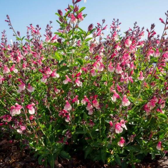 Salvia x jamensis Vibe Ignition 'Sunrise' - Meadow Sage from Hillcrest Nursery