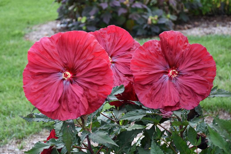 Hibiscus 'Blackberry Merlot' - Rose Mallow - Photo courtesy of Ball Horticultural Company