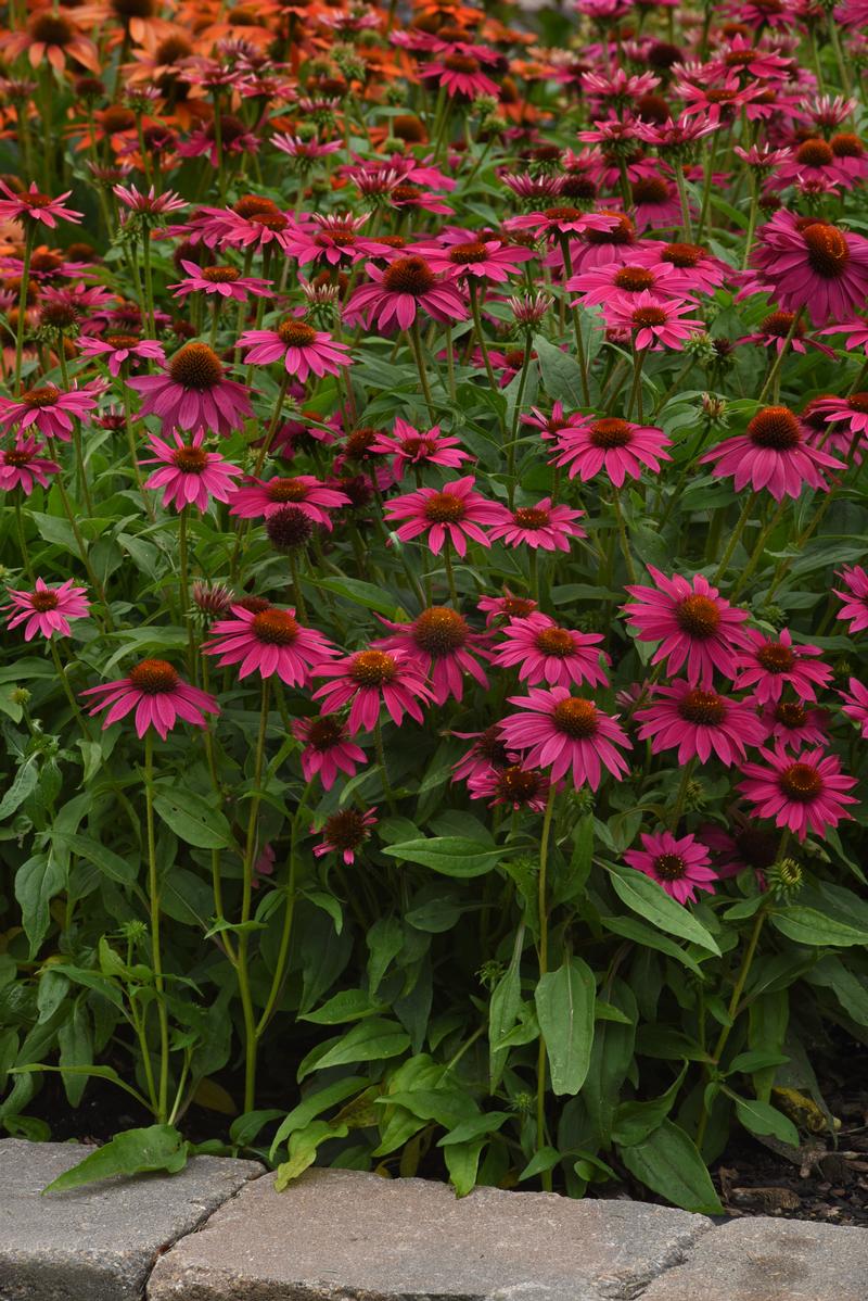 Echinacea Artisan 'Brilliant Rose' - Coneflower from Ball Horticultural Company