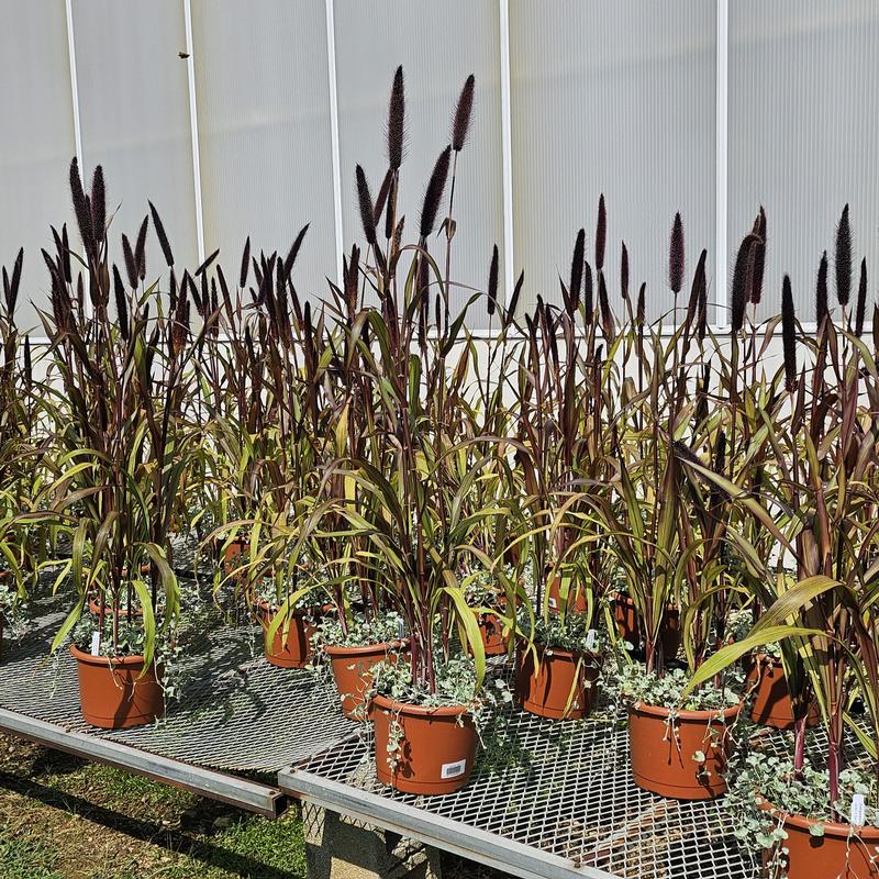 Millet Grass: Pennisetum glaucum Jester from Hillcrest Nursery