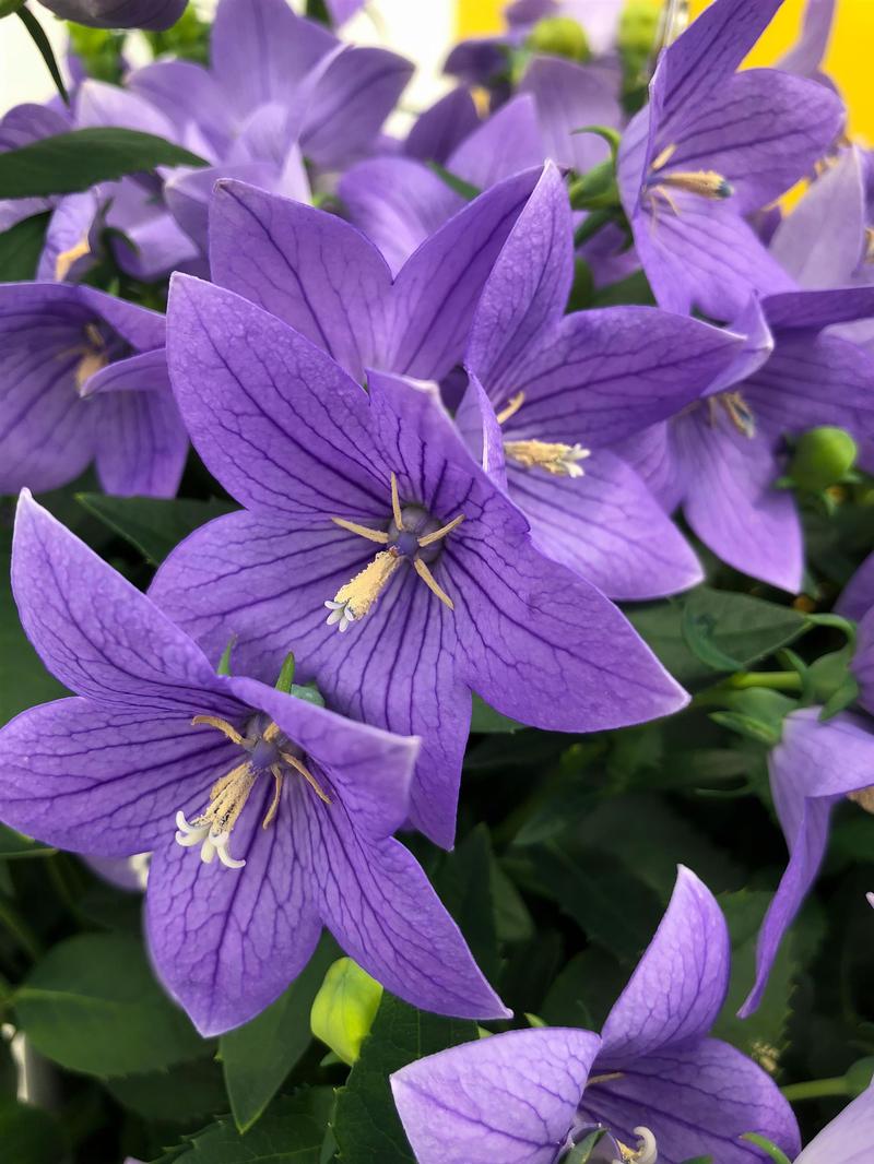 Platycodon grandiflorus 'Twinkle Blue' - Balloon Flower from Ball Horticultural Company