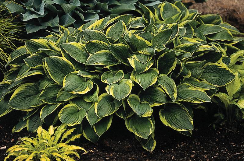 Hosta aureomarginata - Plantain Lily from Ball Horticultural Company