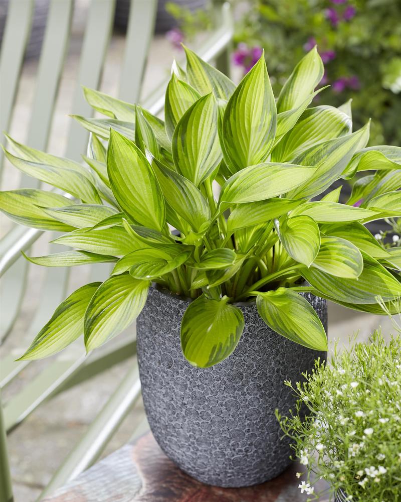 Hosta 'Ayesha' - Plantain Lily from Ball Horticultural Company