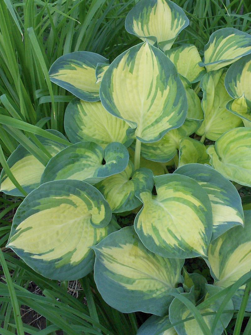 Hosta 'Beach Boy' - Plantain Lily from Ball Horticultural Company